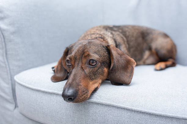 istock The brown dachshund is lying, resting on an armchair 2228764002