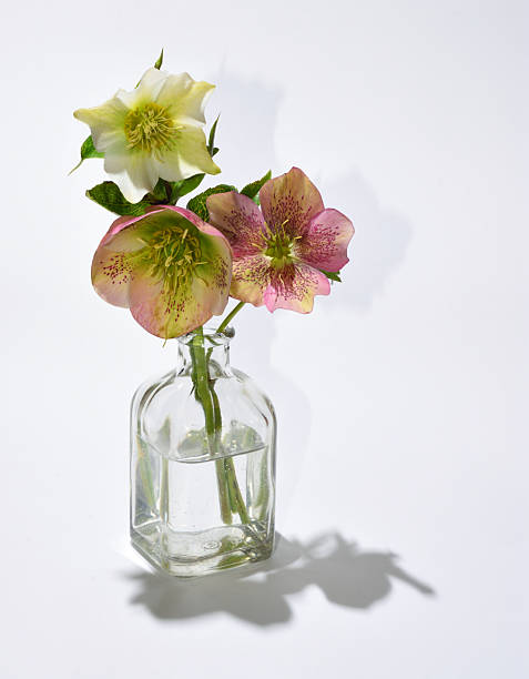 istock Three hellebores in clear glass bottle white background 2228765120