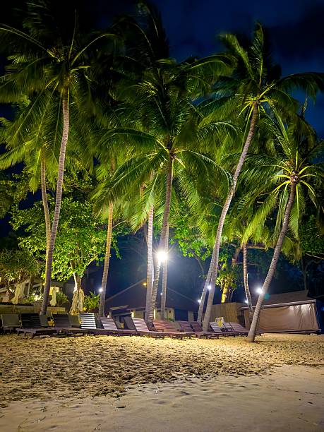 istock Palm Trees and Loungers on a Tropical Beach at Night 2228768618
