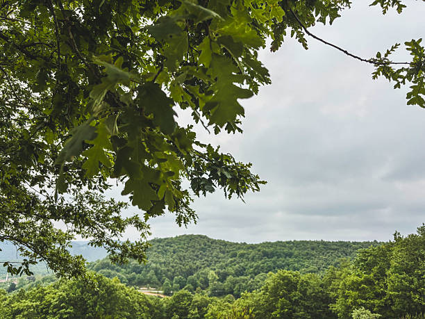 istock View of a Green Forested Hill Framed by Oak Leaves 2228768728