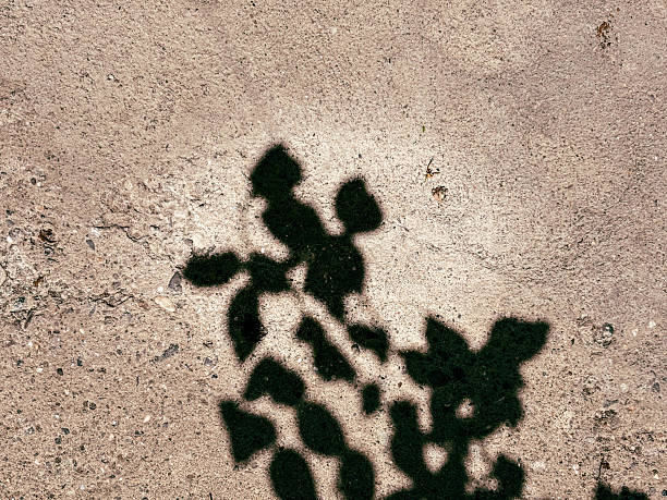 Silhouette of Plant Leaves on a Textured Floor