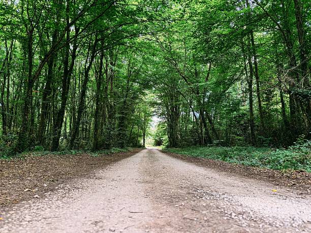 Empty Dirt Road Through a Dense Green Forest Tunnel