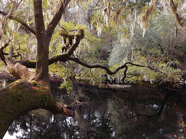 istock Suwannee River Trail and Balanced Rock Trtail on the Suwannee River.  Suwannee RIver State Park Florida 2228769483