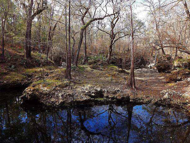 Sink hole on the Lime Sink Run Trail.  Suwannee RIver State Park Florida