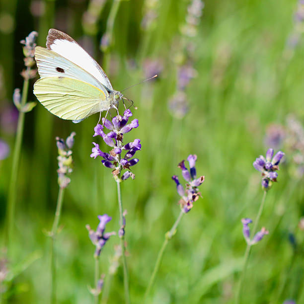 A beautiful white butterfly with a black spot on its wings is gathering nectar from a purple lavender flower in a field of green.