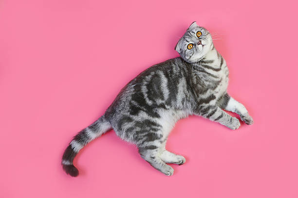 istock Gray Scottish Fold kitten lies on a pink background isolated 2228770122