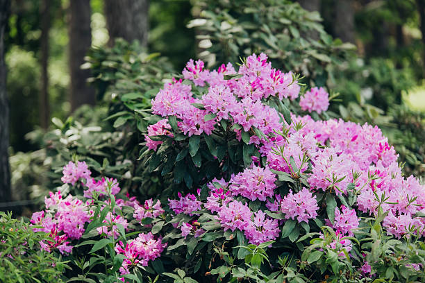 istock Flowering rhododendron bushes in a lush garden during springtime 2228770401