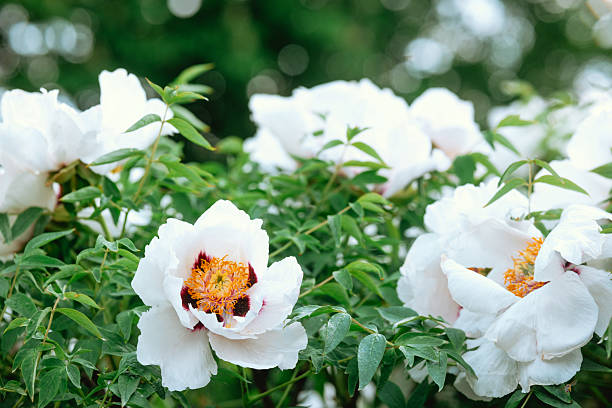 White peonies with vibrant yellow centers bloom amidst rich green foliage in spring.