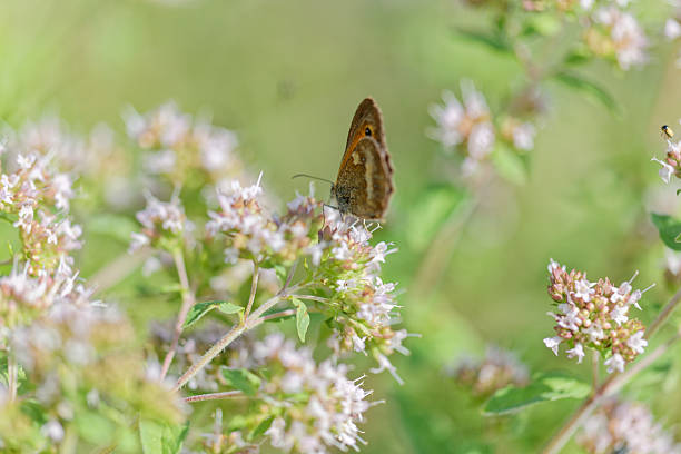 istock Blooming oregano with a butterfly gatekeeper / pyronia tithonus in a flower bed 2228770634