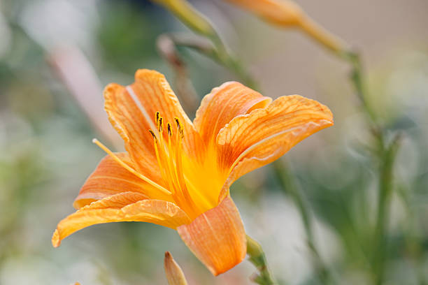 istock Blooming hemerocallis fulva in a flower bed 2228770637