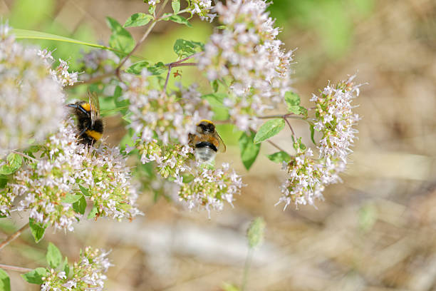 Blooming oregano with bees in a flower bed