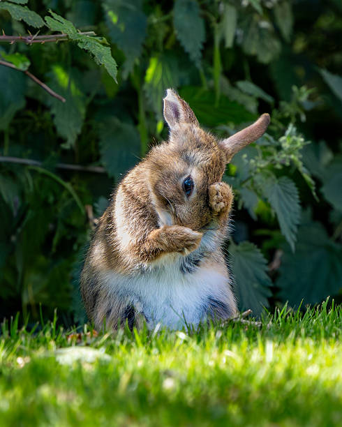 rabbit in the countryside