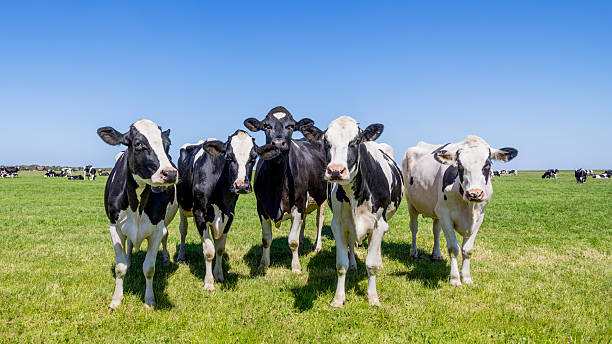 istock Group cows side by side together in a field, happy and joyful and a blue sky 2228772360