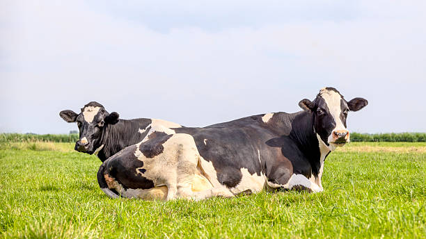 istock Two cows lying down in the grass, cozy relaxed, black and white and copy space 2228772372