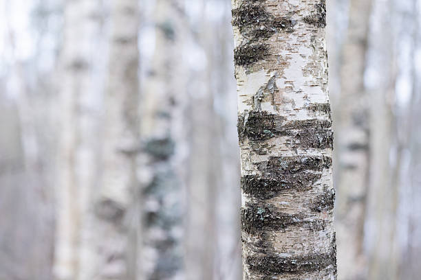 istock Close-Up of Birch Tree Bark in a Serene Forest Setting 2228773296