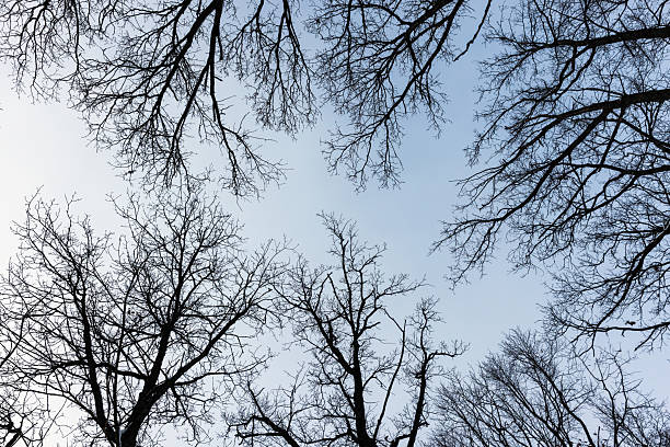A serene view looking upwards at bare tree branches expanding against the clear, blue winter sky. Natural background photography