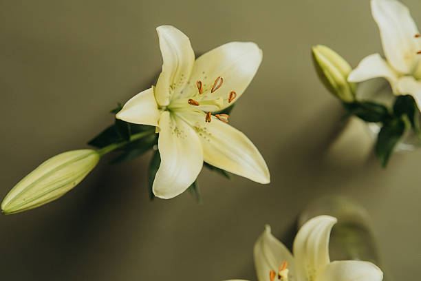 istock Yellow lilies flowers on olive background 2228774038