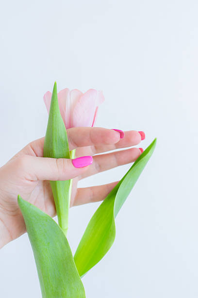 istock One pink tulip in woman's hand on white background 2228774484