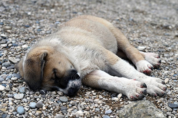 Brown street puppy dog sleeping peacefully on pebbled ground near the old Mostar Stari Most bridge and river Neretva in summer