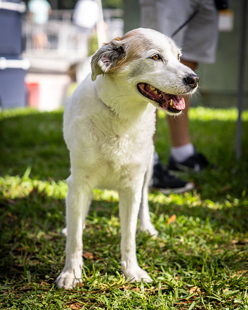 istock A happy white colored dog in the park 2228779471