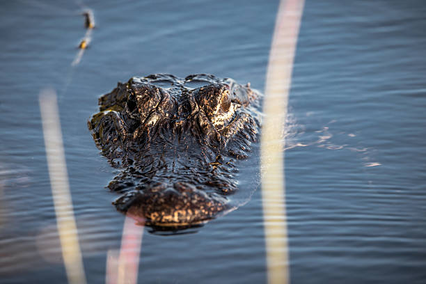 American Alligator