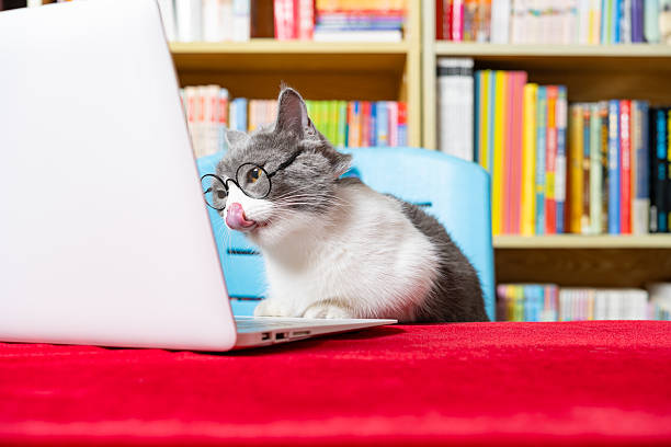 istock cute british shorthair cat using laptop with books shelf on back 2228780157