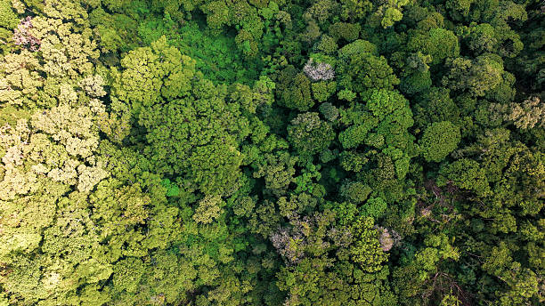 istock Serenade of the Sunlit Canopy 2228780276