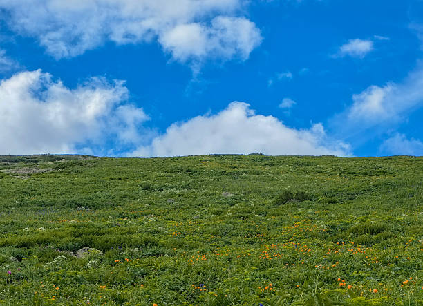 A vibrant landscape of a grassy hill under a bright blue sky with puffy white clouds on a sunny day.