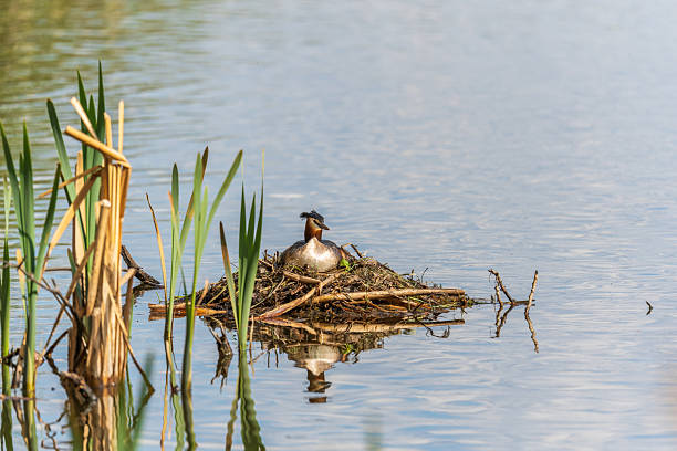 istock Great Crested Grebe, Podiceps cristatus, water bird sitting on the nest, nesting time on the green lake 2228783105