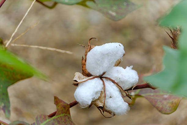 A fluffy white cotton boll bursts open from its dry husk, standing out against the muted tones of its natural background, signaling harvest time.