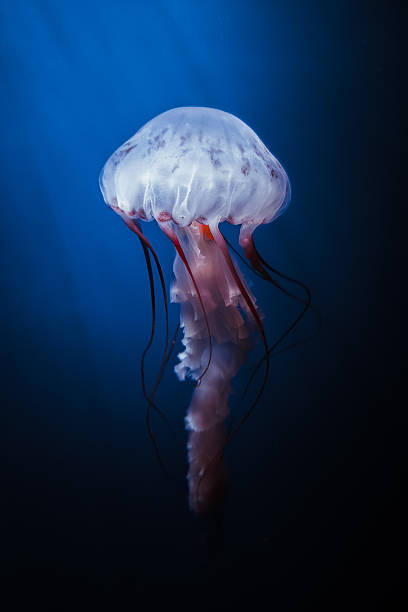 istock Graceful jellyfish floating in deep blue water 2228783267