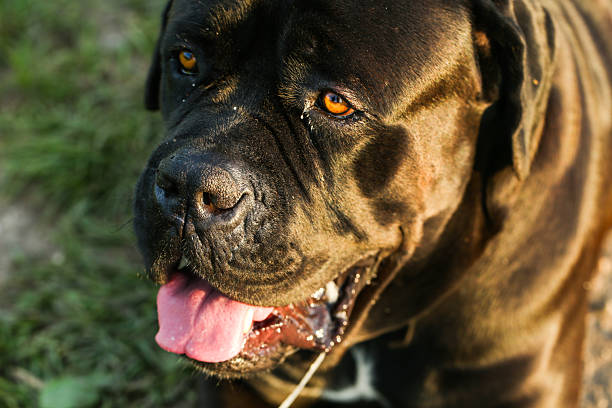istock majestic nace corso mix in golden sunlight 2228783351