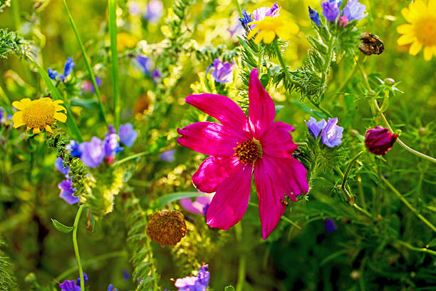 colorful wildflower meado in full bloom