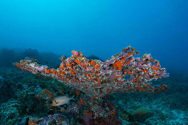 The coral reef with a Shadowfin soldierfish (Myripristis adusta) in Palau, Micronesia