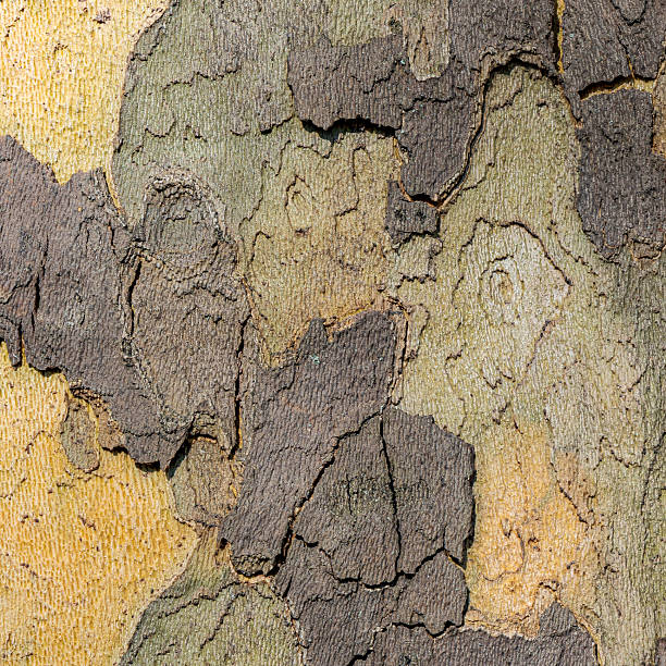 London Plane tree close up section