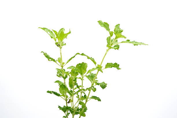 istock Ocimum tenuiflorum on a white background. 2228788885