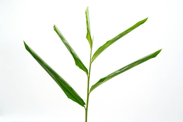Alpinia galanga on white background.