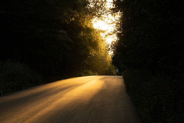 A tranquil winding road basked in warm golden sunlight as the day transitions into evening, surrounded by lush foliage.