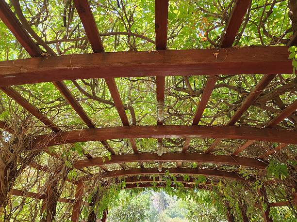istock Pergola with Lush Vines 2228789697