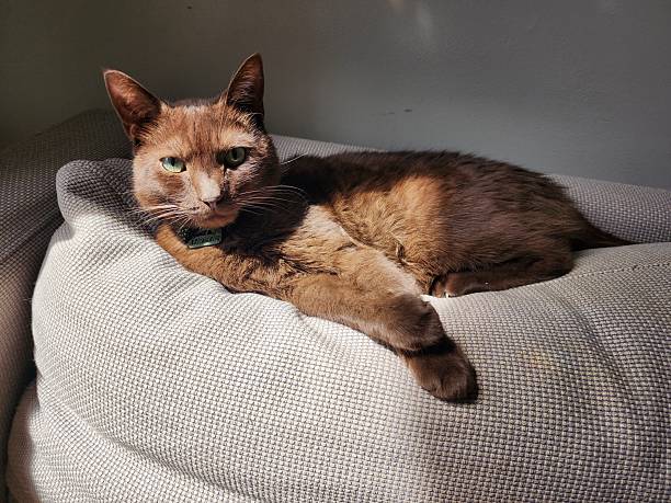 istock Brown cat lounging on a beige couch. 2228789700