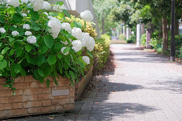 white hydrangea flowerbeds along city street in summer in Kobe, Japan