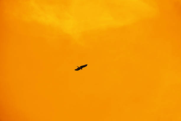 kite prey bird flying in the orange sunset sky