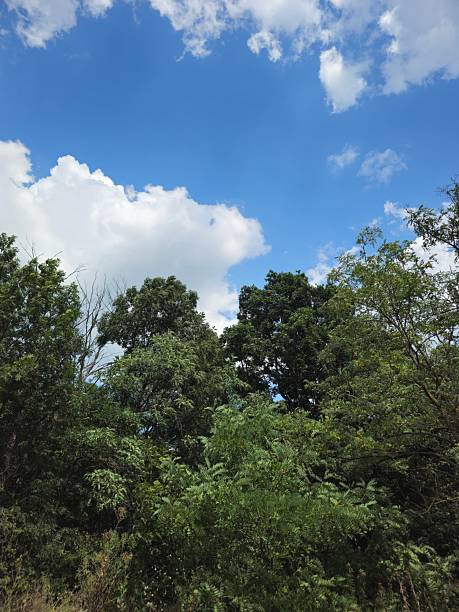 istock A group of trees with blue sky and clouds 2228791248