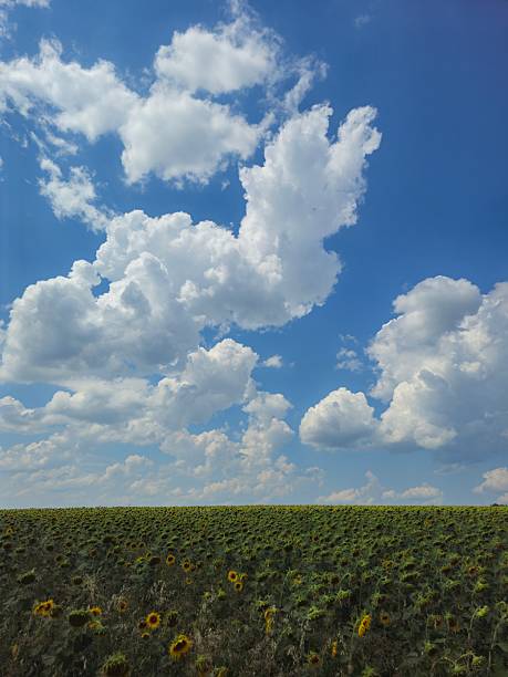 A field of sunflowers under a blue sky. Sky. Outdoor. Grass. Clouds. Cloudy
