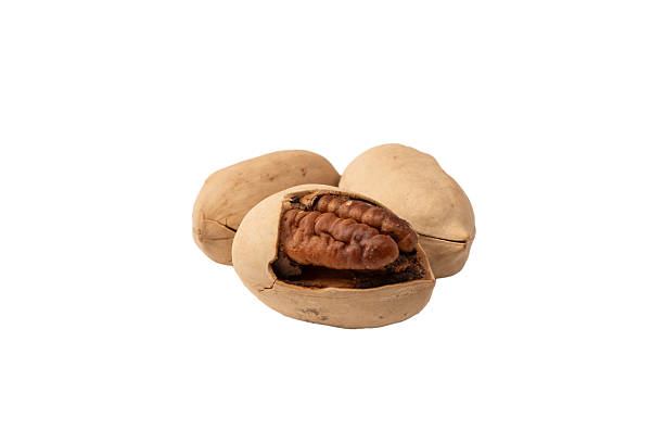 istock Pecan-nut in a shell isolated on white background. Top view. 2228793818