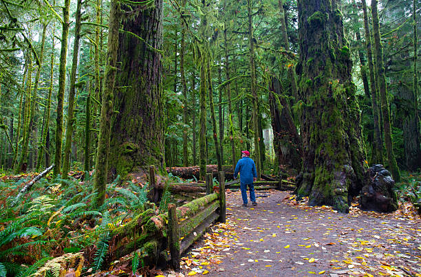 istock Cathedral grove park, male tourist 2228796007