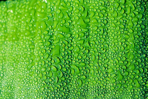 istock Green banana leaf with water drop. 2228797069