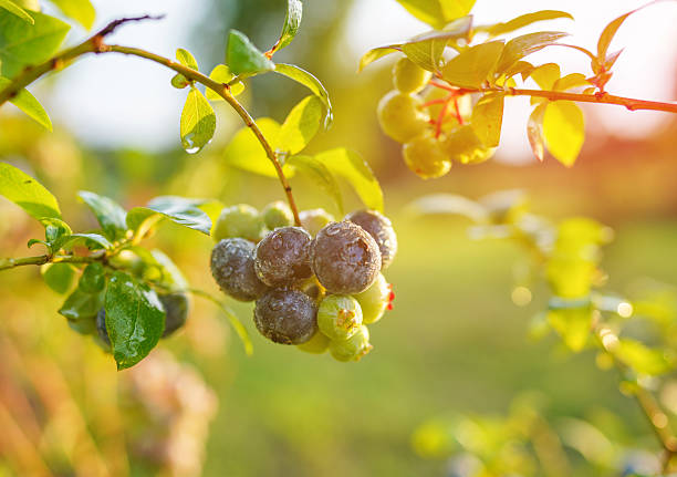 Blueberry bush on bright sunny background. Blueberries ripening on farm. Blueberries hang on shrub branch while ripening. Fresh blueberrys on branch on sunset. Sweet blue berry on berry farm.