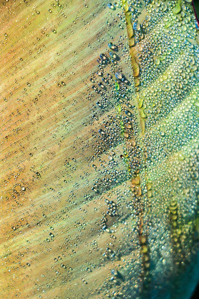 istock Water droplets on banana leaf , Nature background. 2228797299