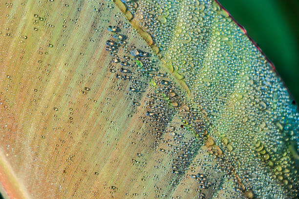 istock Water droplets on banana leaf , Nature background. 2228797425